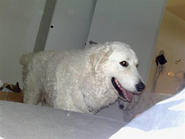 Kuvasz Cimbora Cinkos (Solgt) billede 5