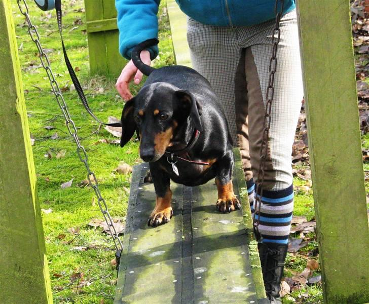 Gravhund Trine billede 20