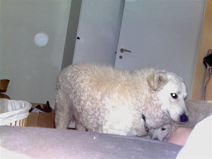 Kuvasz Cimbora Cinkos (Solgt) billede 6