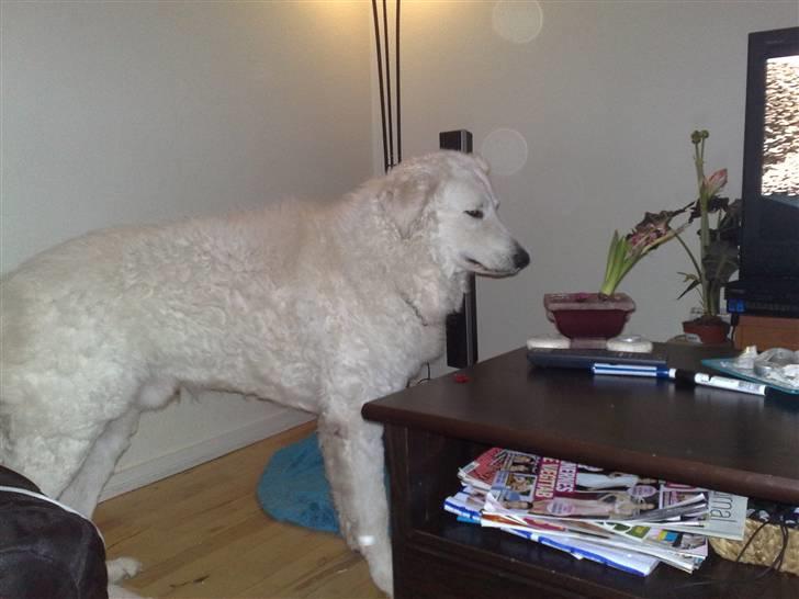 Kuvasz Cimbora Cinkos (Solgt) billede 7