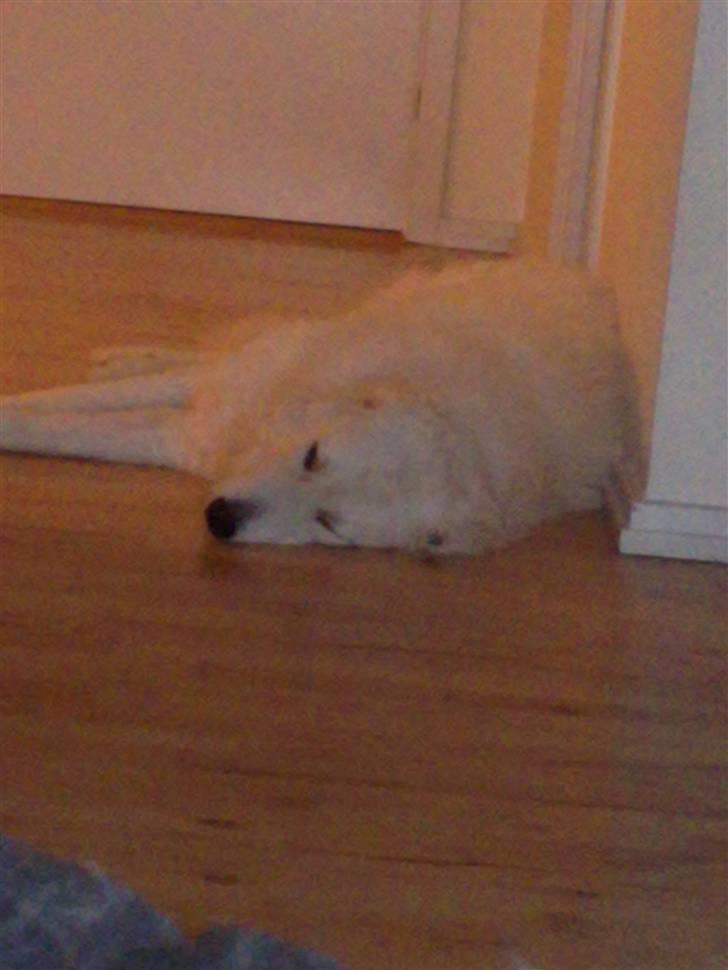 Kuvasz Cimbora Cinkos (Solgt) billede 8