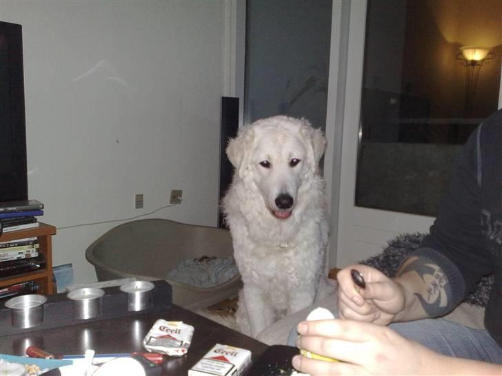 Kuvasz Cimbora Cinkos (Solgt) billede 9