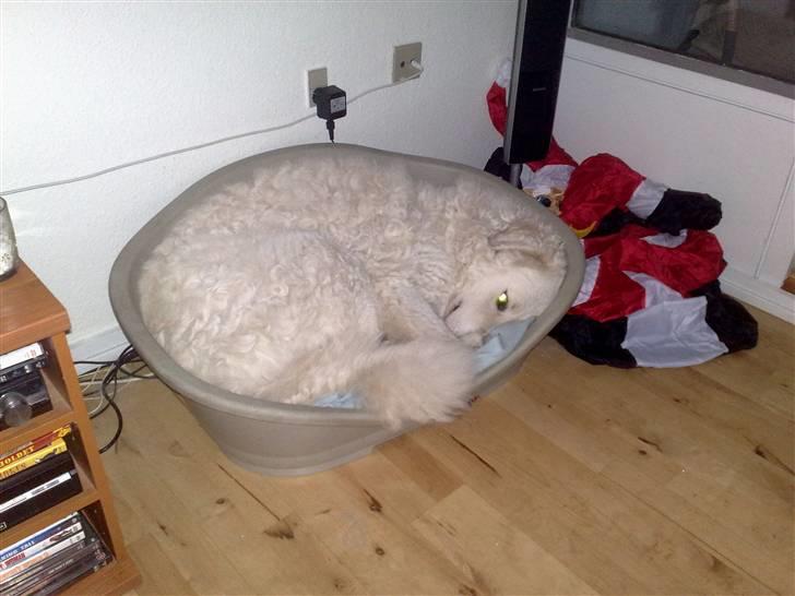 Kuvasz Cimbora Cinkos (Solgt) billede 10