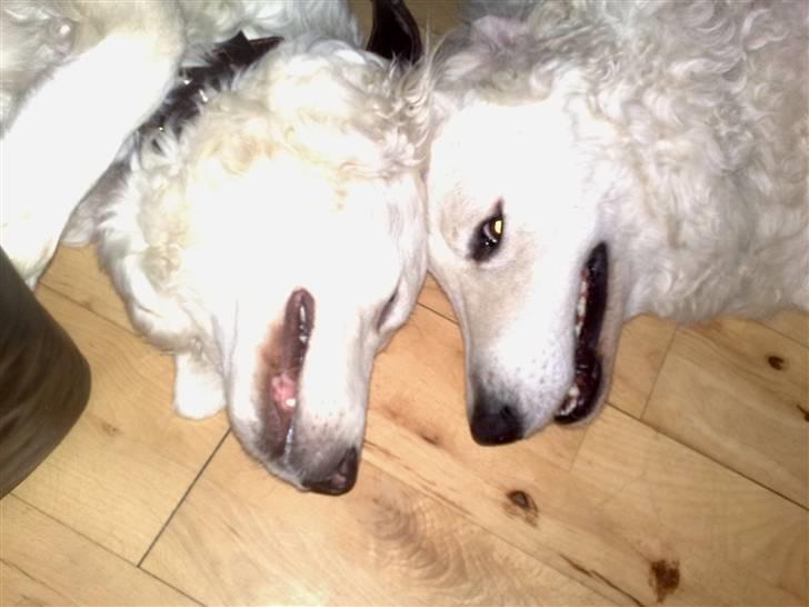 Kuvasz Cimbora Cinkos (Solgt) billede 11