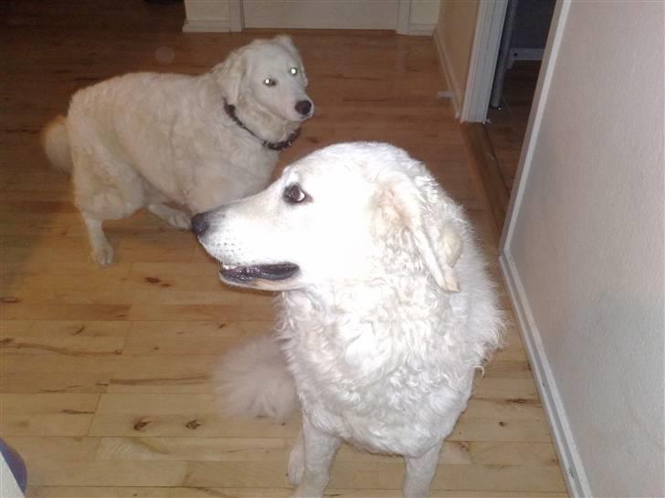 Kuvasz Cimbora Cinkos (Solgt) billede 12