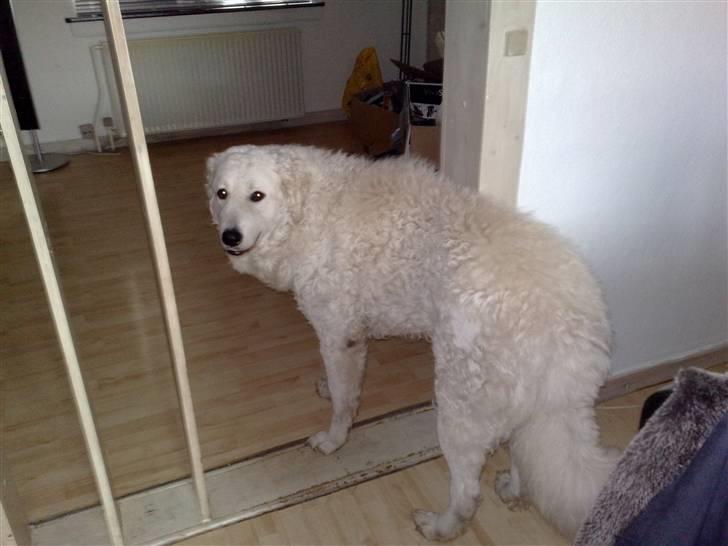 Kuvasz Cimbora Cinkos (Solgt) billede 13