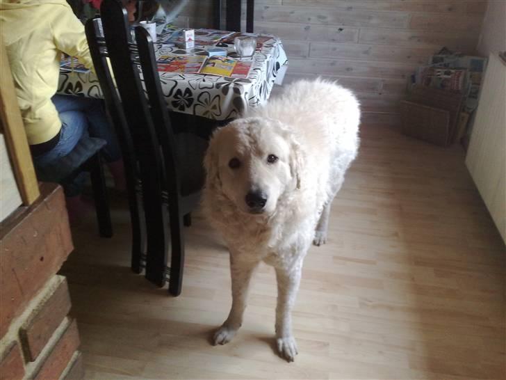 Kuvasz Cimbora Cinkos (Solgt) billede 14