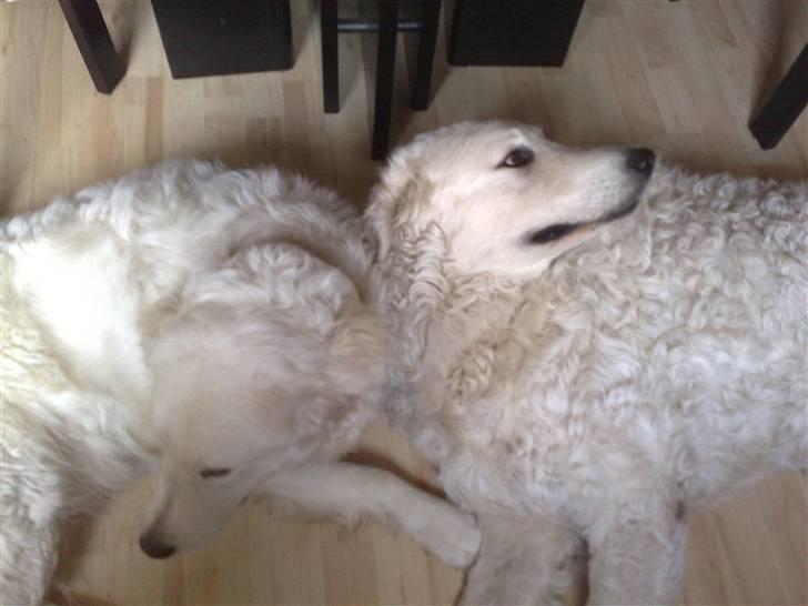 Kuvasz Cimbora Cinkos (Solgt) billede 15