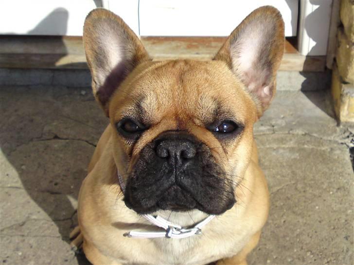 Fransk bulldog Frida billede 15