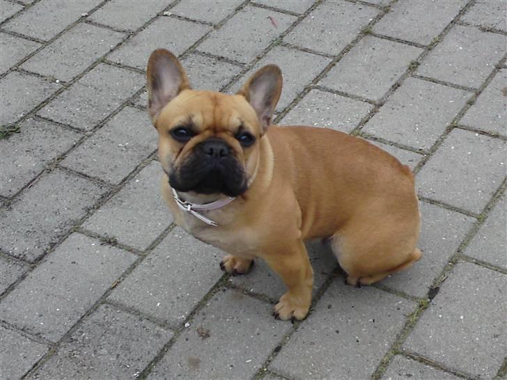 Fransk bulldog Frida billede 16
