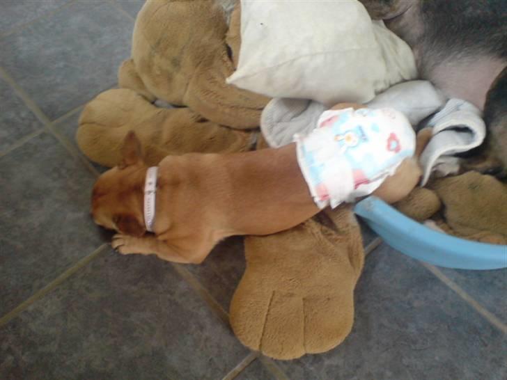 Fransk bulldog Frida billede 17