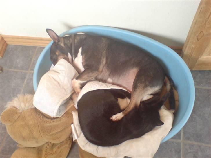 Bullterrier miniature   tazz billede 20