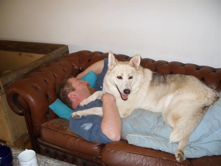 Alaskan husky Ajuk - Hviler sammen med far billede 1