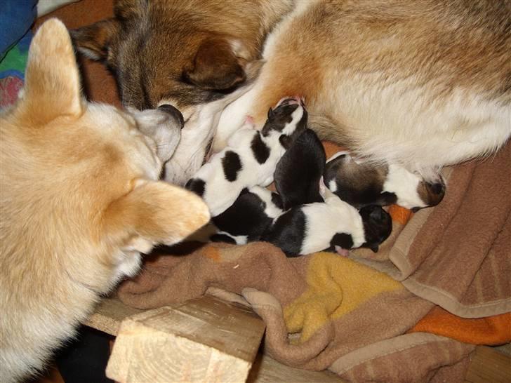 Alaskan husky Ajuk - Kigger på min søsters hvalpe billede 2
