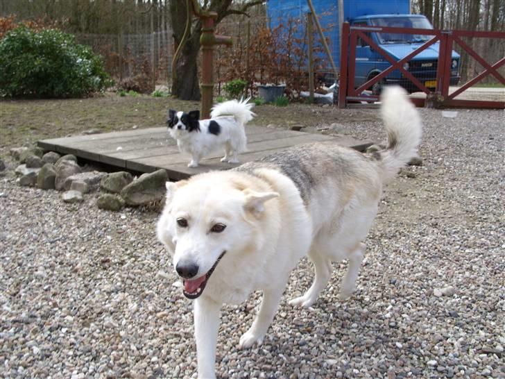 Alaskan husky Ajuk billede 3