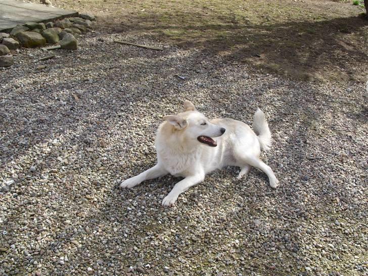 Alaskan husky Ajuk billede 4