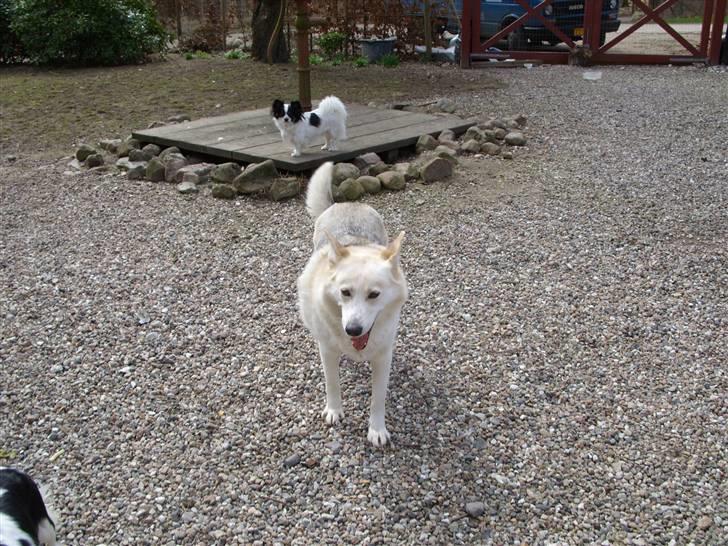 Alaskan husky Ajuk billede 5