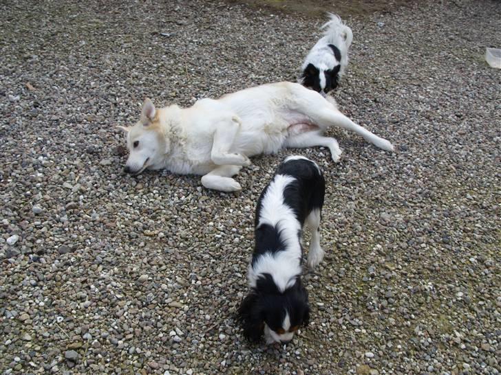 Alaskan husky Ajuk - Mine 2 små Legekammerater billede 6