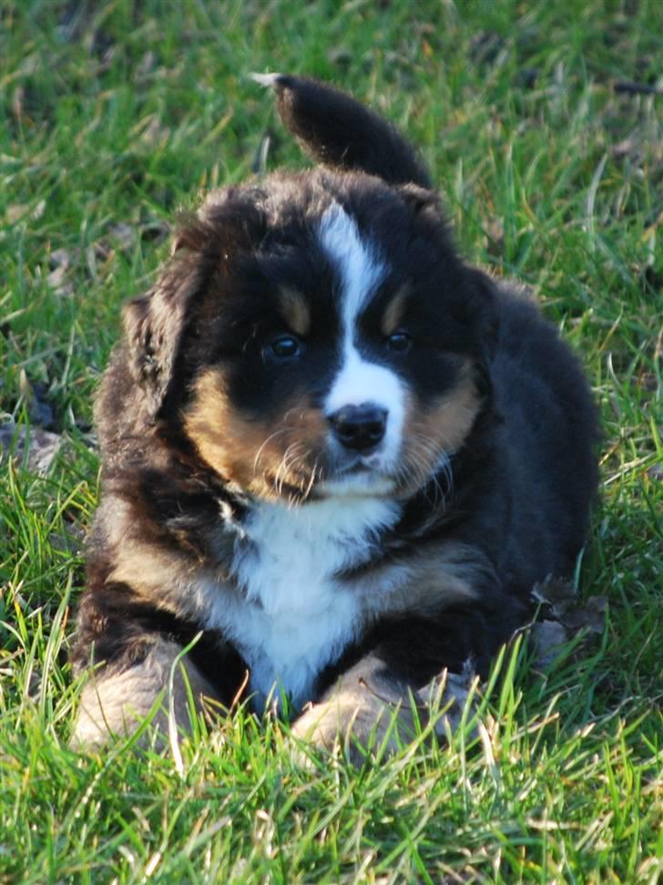 Berner sennenhund Harthins Kenya billede 1