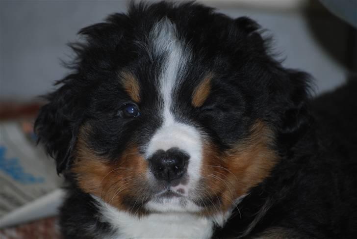 Berner sennenhund Harthins Kenya billede 2