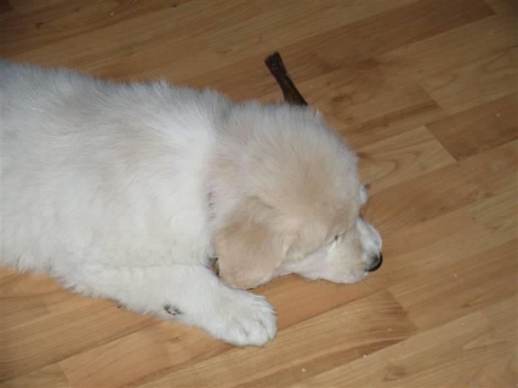 Blanding af racer Sif - Endelig fik vi hende hjem - her fandt hun hurtigt et kødben billede 5