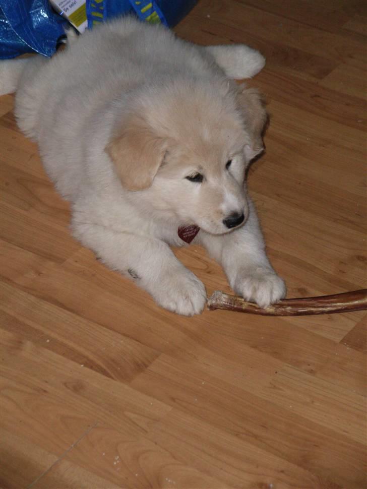 Blanding af racer Sif - Såååååååååå smuk billede 6