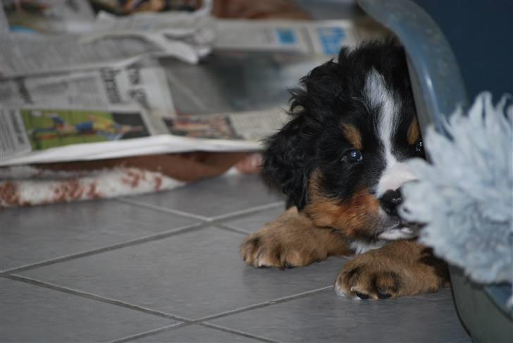 Berner sennenhund Harthins Kenya billede 3