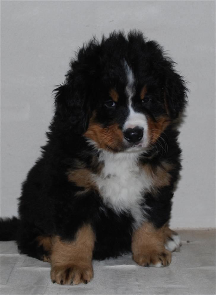 Berner sennenhund Harthins Kenya billede 4