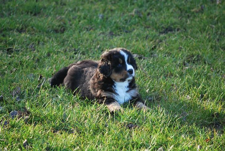 Berner sennenhund Harthins Kenya billede 5