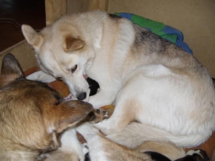 Alaskan husky Ajuk billede 7