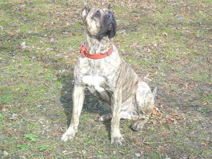 Dogo canario chico De can muc/campeon billede 2