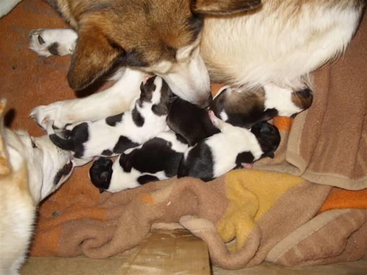 Alaskan husky Ajuk - Hjælper med min søsters hvalpe billede 8