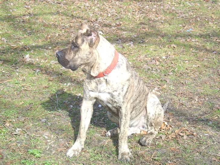 Dogo canario chico De can muc/campeon billede 3