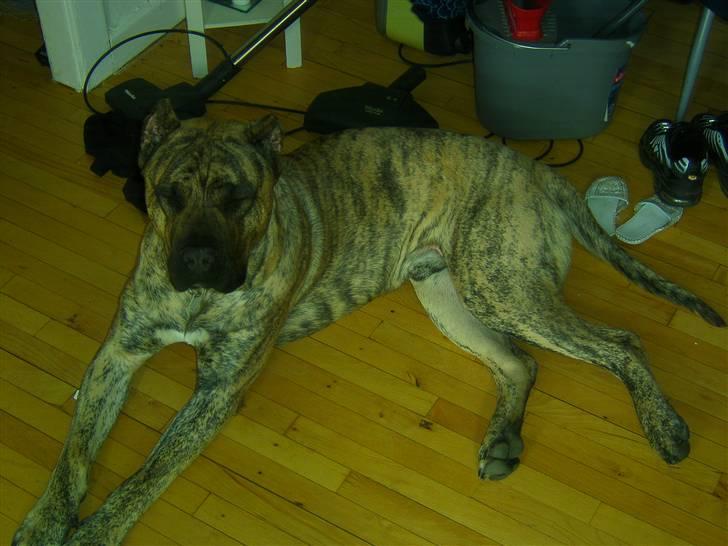 Dogo canario chico De can muc/campeon billede 4