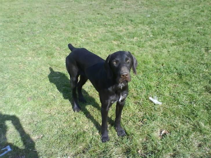 Langhåret hønsehund rokco<3 R.I.P. ;'( - han er sq  smuk! <3 billede 14