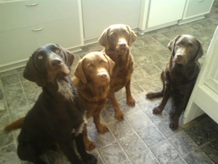 Langhåret hønsehund rokco<3 R.I.P. ;'( - rokco, kenzo, sambo & tikki <3 ;D  billede 16