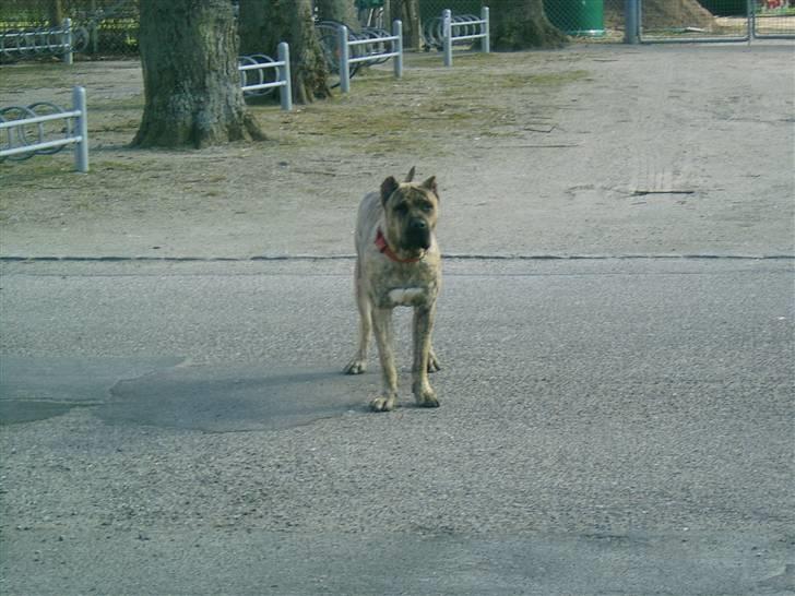 Dogo canario chico De can muc/campeon billede 5
