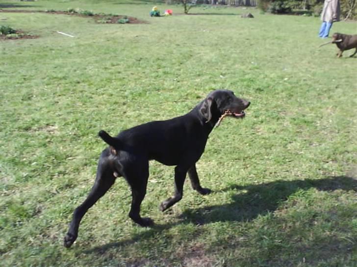 Langhåret hønsehund rokco<3 R.I.P. ;'( - flot trav han har xD <3 billede 17