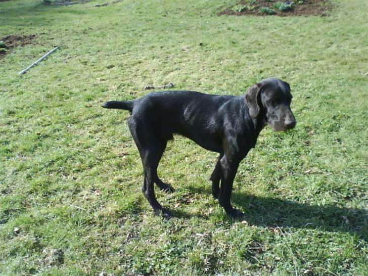 Langhåret hønsehund rokco<3 R.I.P. ;'( - ;D <3 elsker ham!<3 billede 18