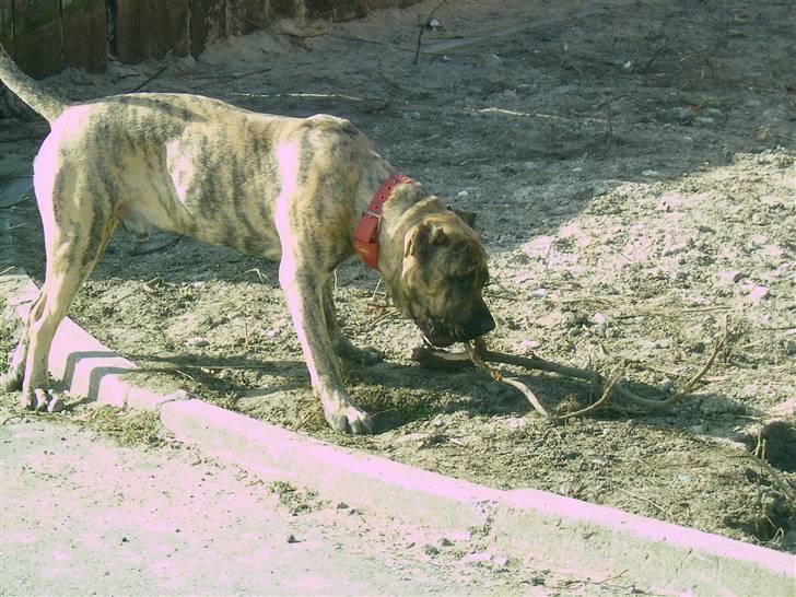 Dogo canario chico De can muc/campeon billede 6
