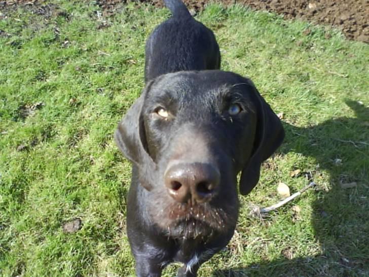 Langhåret hønsehund rokco<3 R.I.P. ;'( - hejsa ;D <3 billede 19