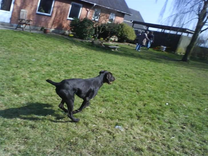 Langhåret hønsehund rokco<3 R.I.P. ;'( - tak for besøget ;D nu ville jeq smutte hej hej ;D <3 påe gensyn ;D  billede 20