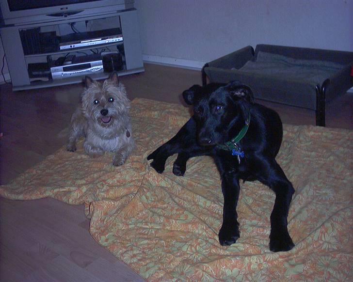 Blanding af racer Lucky - Lucky og gorm endelig faldet til ro billede 6