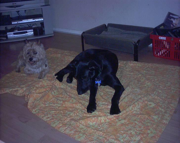 Blanding af racer Lucky - Lucky og gorm efter en dag med fuld fart på billede 7