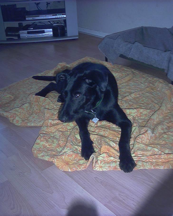 Blanding af racer Lucky - Skynd dig at tage billedet jeg vil sove billede 9