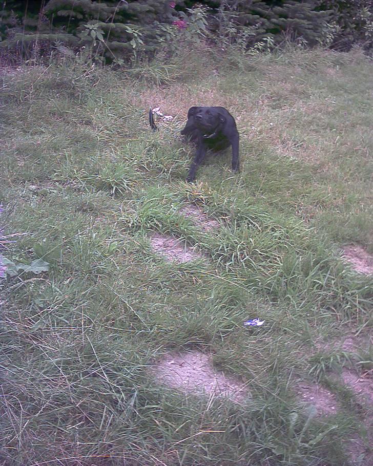 Blanding af racer Lucky billede 10