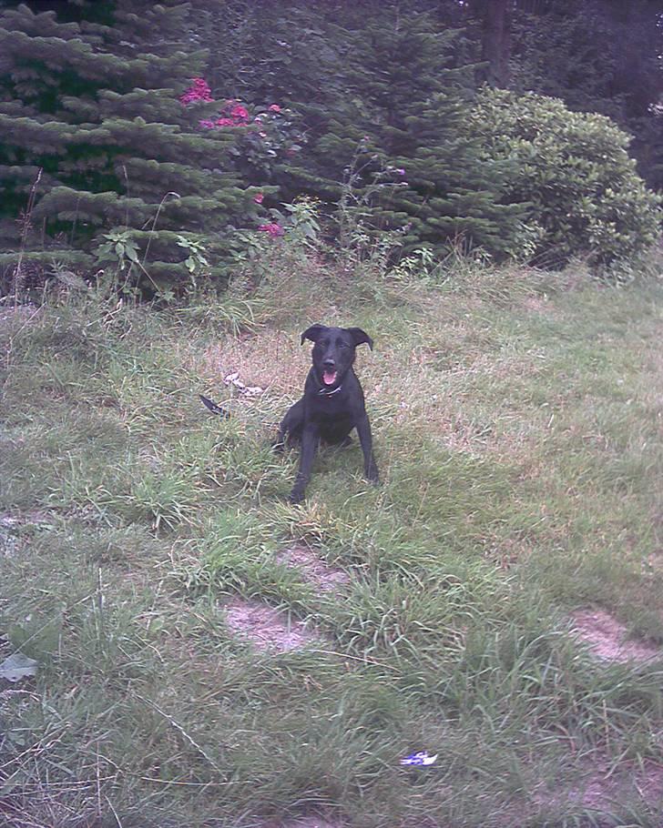 Blanding af racer Lucky - Sidder bare her i heden billede 11