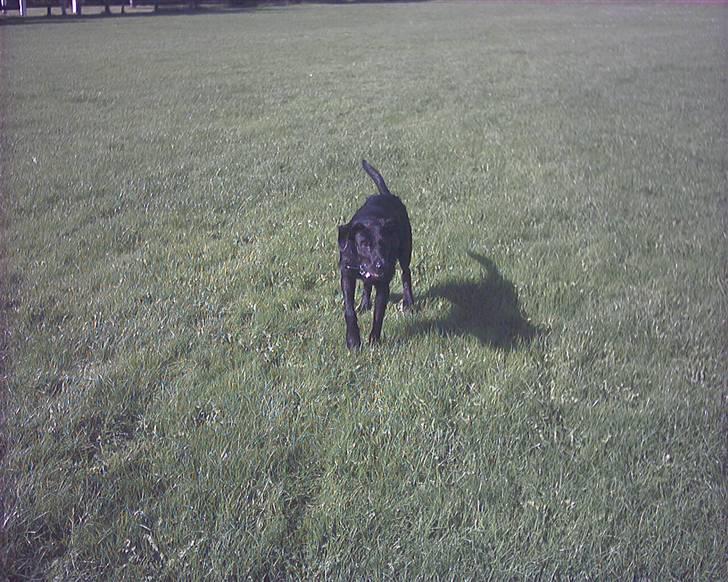 Blanding af racer Lucky - Jeg kommer skal bare liiiiie billede 12