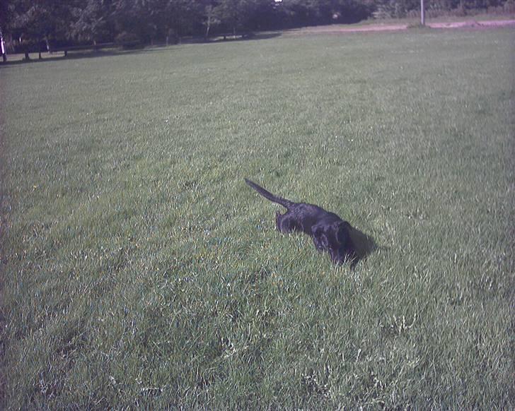 Blanding af racer Lucky - Hvad er det der gemmer sig i græsset? billede 13