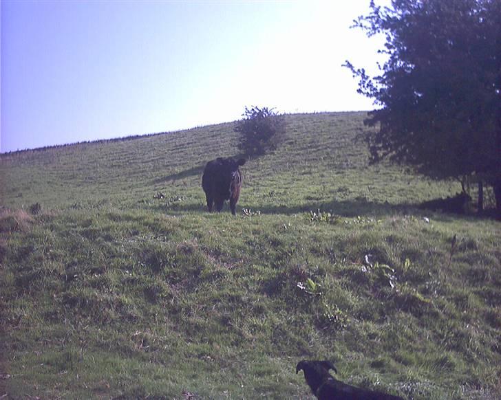 Blanding af racer Lucky - Nøj hvor er du spændende  billede 14